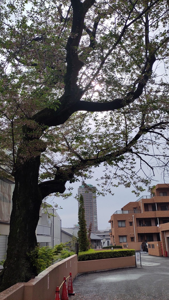 Image rb_sakura_2025-04-13-courtnishi.jpeg