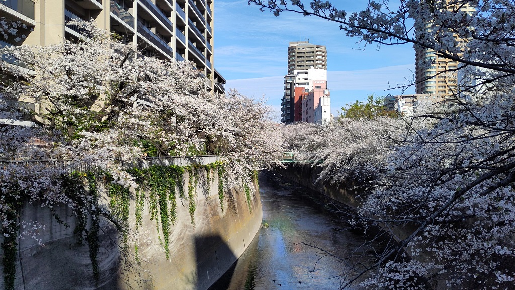 Image rb_sakura_2025-04-13-kanda01.jpeg