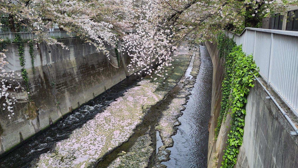 Image rb_sakura_2025-04-13-kanda05.jpeg