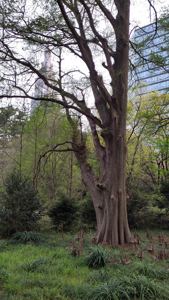 Image rb_sakura_2025-04-13-luftwurzel.jpeg