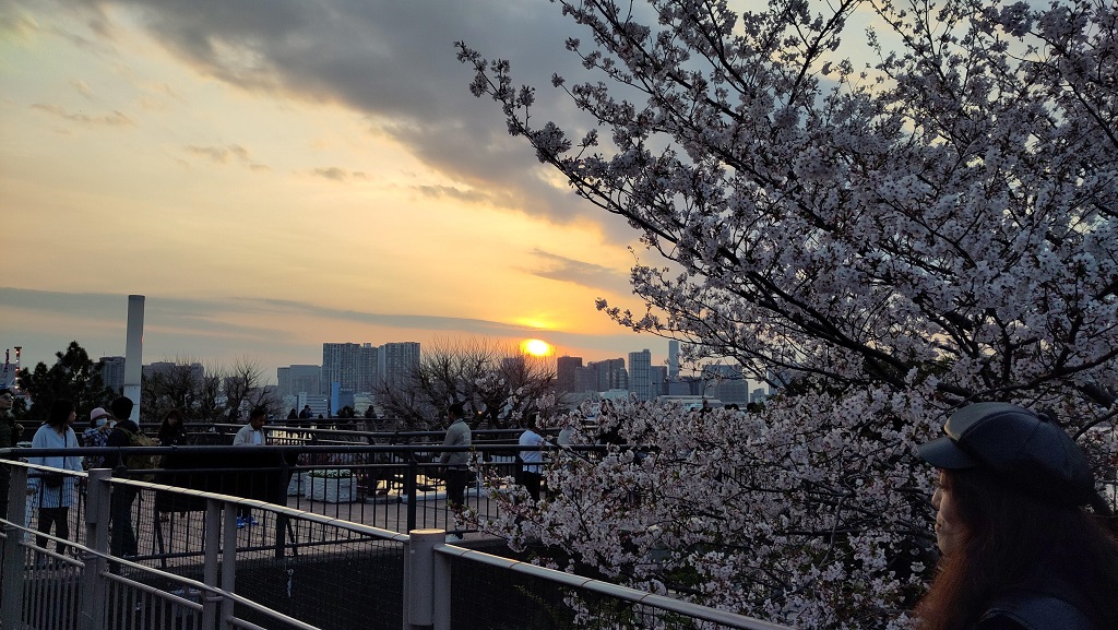 Image rb_sakura_2025-04-13-odaiba01.jpeg