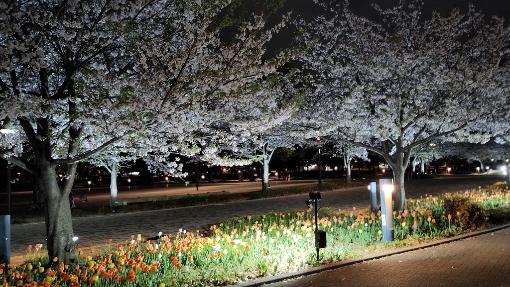 Image rb_sakura_2025-04-13-odaiba03.jpeg