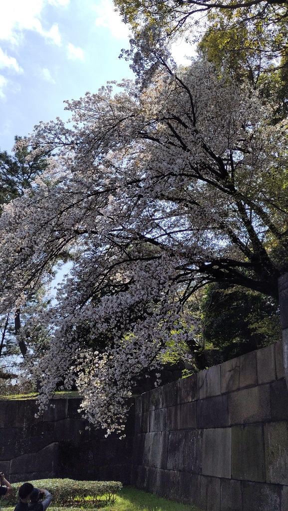 Image rb_sakura_2025-04-13-palast.jpeg