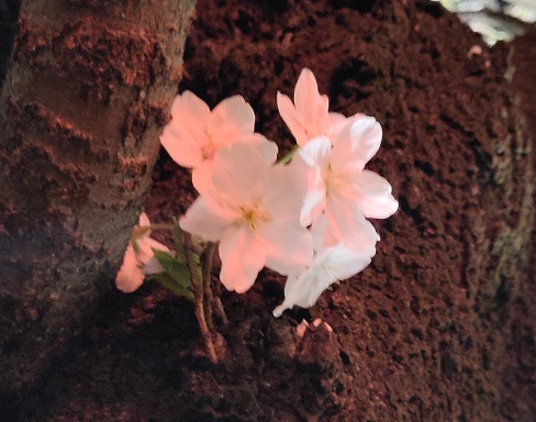 Image rb_sakura_2025-04-13-sakura.jpeg