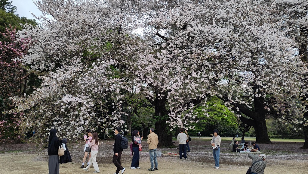 Image rb_sakura_2025-04-13-shinjukugyouen.jpeg